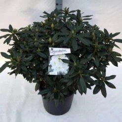 Rhododendron (Rhododendron 'Madame Masson') -Directplant Winkel rho. mme masson c30