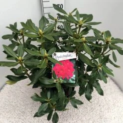 Rhododendron (Rhododendron 'Nova Zembla') -Directplant Winkel rho. nova zembla c10 50 cm