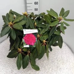 Rhododendron (Rhododendron 'American Beauty') -Directplant Winkel rho. p. a. beauty c10 50 cm 3