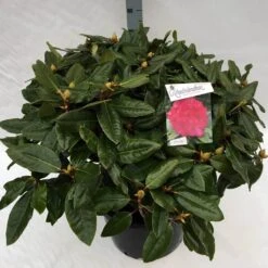 Rhododendron (Rhododendron 'American Beauty') -Directplant Winkel rho. pierce amercian beauty c40 3