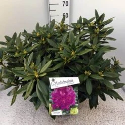 Rhododendron (Rhododendron 'Polarnacht') -Directplant Winkel rho. polarnacht c20 1