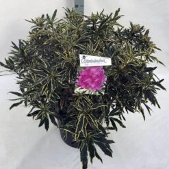 Bosrhododendron (Rhododendron Ponticum 'Variegatum') -Directplant Winkel rho. pont. variegatum c30 2