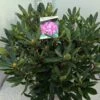 Bosrhododendron (Rhododendron Ponticum 'Roseum') -Directplant Winkel rho. ponticum roseum c20 1