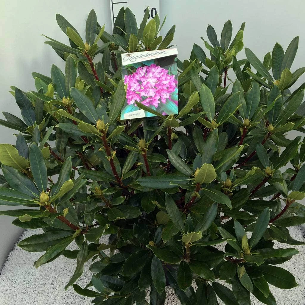 Bosrhododendron (Rhododendron Ponticum 'Roseum') 3 Bosrhododendron (Rhododendron Ponticum 'Roseum')