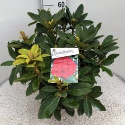 Rhododendron (Rhododendron 'Red Jack') -Directplant Winkel rho. red jack c10 50 cm 1