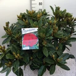 Rhododendron (Rhododendron 'Red Jack') -Directplant Winkel rho. red jack c20 1