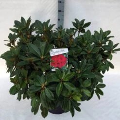 Rhododendron (Rhododendron 'Red Jack') -Directplant Winkel rho. red jack c30 1