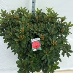 Rhododendron (Rhododendron 'Red Jack') -Directplant Winkel rho. red jack c40 1