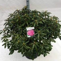 Rhododendron (Rhododendron 'Roseum Elegans') -Directplant Winkel rho. roseum elegans c40 2