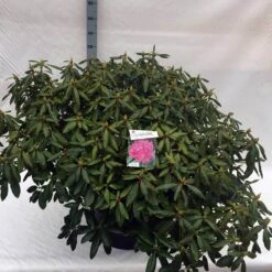Rhododendron (Rhododendron 'Roseum Elegans') -Directplant Winkel rho. roseum elegans c80 3