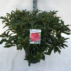 Rhododendron (Rhododendron 'Wilgen's Ruby') -Directplant Winkel rho. wilgen s ruby c30 1