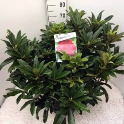 Rhododendron (Rhododendron 'Wilgen's Ruby') -Directplant Winkel rho. wilgens ruby c20 2