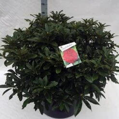 Rhododendron (Rhododendron 'Wilgen's Ruby') -Directplant Winkel rho. wilgens ruby c80 1