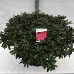 Rhododendron (Rhododendron 'Winsome') -Directplant Winkel rho. winsome c40 2
