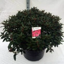 Rhododendron (Rhododendron 'Winsome') -Directplant Winkel rho. winsome c80 2