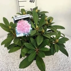 Rhododendron (Rhododendron 'Doc') -Directplant Winkel rho. y doc c5 2