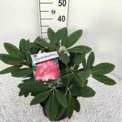 Dwergrhododendron (Rhododendron 'Fantastica') -Directplant Winkel rho. y fantastica c5 3