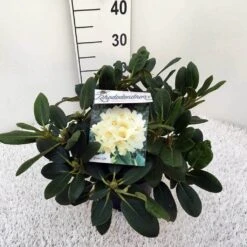 Rhododendron (Rhododendron 'Flava') -Directplant Winkel rho. y flava c5