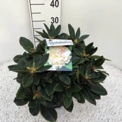 Dwergrhododendron (Rhododendron 'Golden Torch') -Directplant Winkel rho. y golden torch c5 1