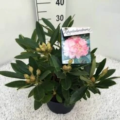 Rhododendron (Rhododendron 'Percy Wiseman') -Directplant Winkel rho. y percy wiseman c5 2