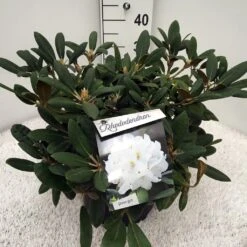Dwergrhododendron (Rhododendron 'Porzellan') -Directplant Winkel rho. y porzelan c10 1