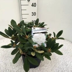 Dwergrhododendron (Rhododendron 'Porzellan') -Directplant Winkel rho. y porzelan c5 2