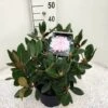 Dwergrhododendron (Rhododendron 'Silberwolke') -Directplant Winkel rho. y silberwolke c5 1