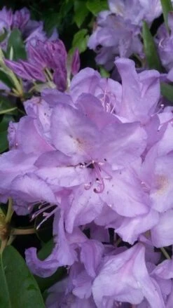 Rhododendron (Rhododendron Catawbiense 'Boursault') -Directplant Winkel rhodo boursault 3