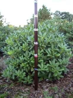 Rhododendron (Rhododendron 'Cunningham White') -Directplant Winkel rhodod cun white 1 2