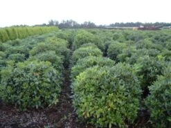 Rhododendron (Rhododendron 'Cunningham White') -Directplant Winkel rhodod cun white 2