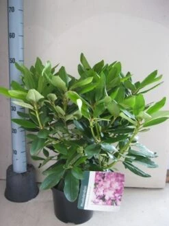 Rhododendron (Rhododendron Catawbiense 'Boursault') -Directplant Winkel rhododendron boursault c5 aug 1