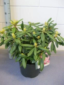 Dwergrhododendron (Rhododendron 'Caroline Allbrook') 11 Dwergrhododendron (Rhododendron 'Caroline Allbrook') -Directplant Winkel rhododendron caroline allbrook c12 november 2