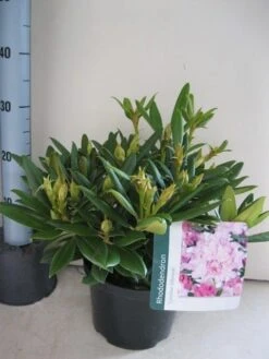 Dwergrhododendron (Rhododendron 'Caroline Allbrook') -Directplant Winkel rhododendron caroline allbrook c5 aug