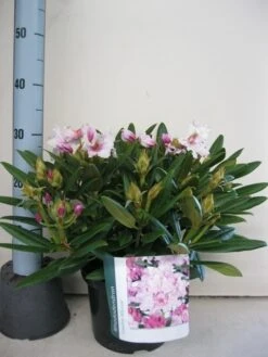 Dwergrhododendron (Rhododendron 'Caroline Allbrook') -Directplant Winkel rhododendron caroline allbrook c5 sept 1