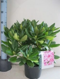 Rhododendron (Rhododendron 'Cosmopolitan') -Directplant Winkel rhododendron cosmopolotan c5 aug 1