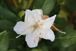 Rhododendron (Rhododendron 'Cunningham White') -Directplant Winkel rhododendron cunningham white 2 1