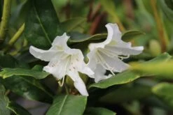 Rhododendron (Rhododendron 'Cunningham White') -Directplant Winkel rhododendron cunningham white 5