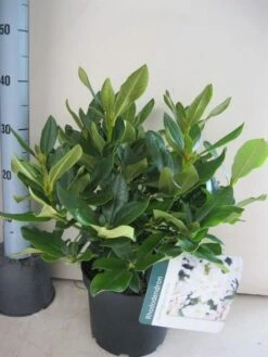 Rhododendron (Rhododendron 'Cunningham White') -Directplant Winkel rhododendron cunninghams white c5 aug 2