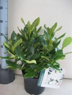 Rhododendron (Rhododendron 'Cunningham White') -Directplant Winkel rhododendron cunninghams white c5 aug 1