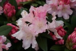 Dwergrhododendron (Rhododendron 'Dreamland') -Directplant Winkel rhododendron dreamland 3