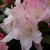 Dwergrhododendron (Rhododendron 'Dreamland') -Directplant Winkel rhododendron dreamland 2 3