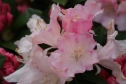 Dwergrhododendron (Rhododendron 'Dreamland') -Directplant Winkel rhododendron dreamland 3 2