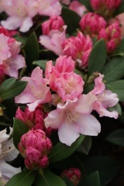 Dwergrhododendron (Rhododendron 'Dreamland') -Directplant Winkel rhododendron dreamland 4