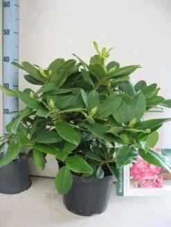 Rhododendron (Rhododendron 'Germania') -Directplant Winkel rhododendron germania c5 aug