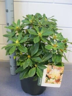 Dwergrhododendron (Rhododendron 'Golden Torch') 15 Dwergrhododendron (Rhododendron 'Golden Torch') -Directplant Winkel rhododendron golden torch c12 november 2 2