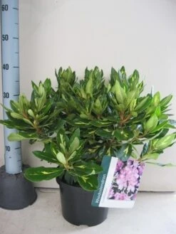 Rhododendron (Rhododendron 'Goldflimmer') -Directplant Winkel rhododendron goldflimmer c5 aug 1