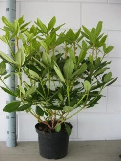 Rhododendron (Rhododendron Catawbiense 'Grandiflorum') -Directplant Winkel rhododendron grandiflorum 50 60 1 1