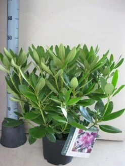 Rhododendron (Rhododendron Catawbiense 'Grandiflorum') -Directplant Winkel rhododendron grandiflorum c5 aug 1