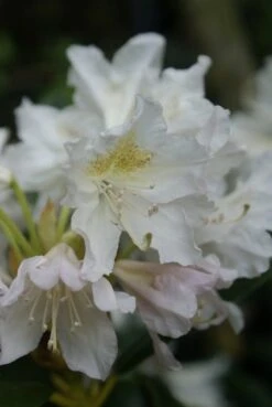 Rhododendron (Rhododendron 'Madame Masson') -Directplant Winkel rhododendron madame masson 1