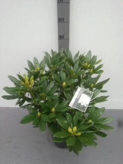 Rhododendron (Rhododendron 'Madame Masson') -Directplant Winkel rhododendron madame masson 1